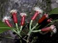 Cloves 